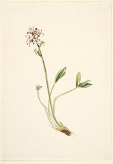 Buckbean (Menyanthes trifoliata), ca. 1900-1920. Creator: Mary Vaux Walcott.