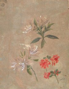 Three groups of flowers, 1886. Creator: Kiyohara, Tama (O'Tama), (Eleonora Ragusa) (1861-1939).