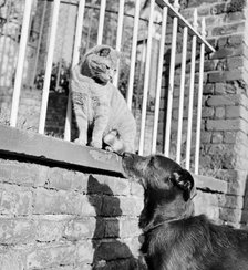 Cat and dog, late 1950s or early 1960s. Artist: John Gay.