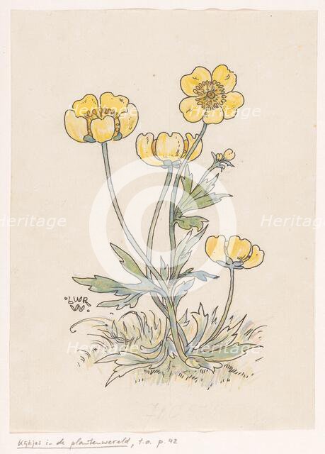 Buttercups, in or before 1893. Creator: Willem Wenckebach.