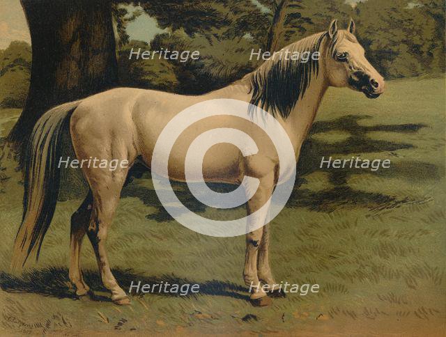 'The Arab Pony Charger of General Sir Hope Grant', c1879. Creator: Unknown.