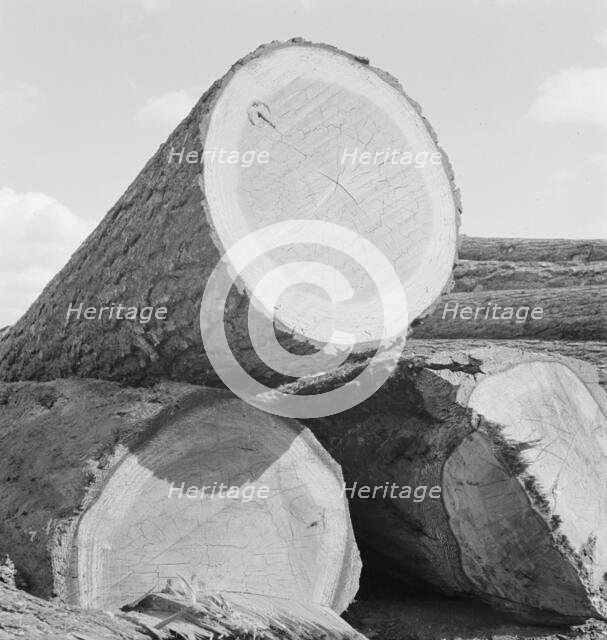 Logs piled in the mill yard, Keno, Klamath County, Oregon, 1939. Creator: Dorothea Lange.