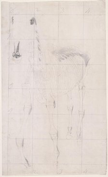 Working drawing for 'The Tenth Anatomical Table of the Muscles ... of the Horse', 1756. Creator: George Stubbs.