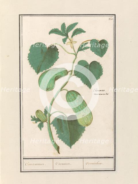 Cucumber (Cucumis sativus), 1596-1610. Creators: Anselmus de Boodt, Elias Verhulst.