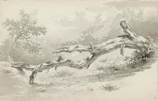 Treetrunk, c.1780-c.1800.  Creator: Bernhard Heinrich Thier.