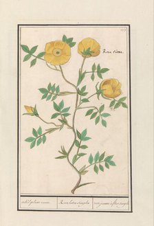Rose (Rosa), 1596-1610. Creators: Anselmus de Boodt, Elias Verhulst.