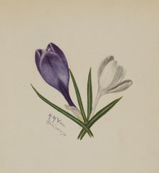 Untitled (Crocuses), 1874. Creator: Mary Vaux Walcott.