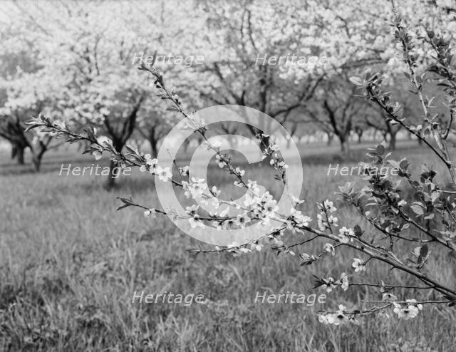 Peach blossoms, between 1900 and 1905. Creator: Unknown.