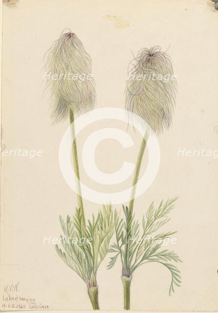 Plume Anemone (Pulsatilla occidentalis), 1923. Creator: Mary Vaux Walcott.