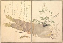 Mole Cricket (Kera); Earwig, (Hasami-mushi)..., 1788. Creator: Kitagawa Utamaro.