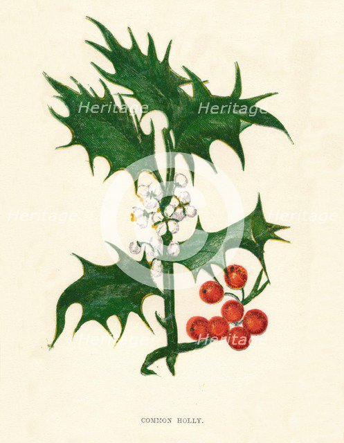 'Common Holly', c1891, (1891). Artist: Anne Pratt.