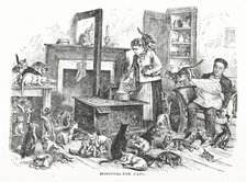 Hospital for cats, 1882.  Creator: Unknown.