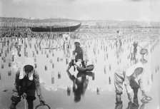 Belgian women in oyster beds, between c1910 and c1915. Creator: Bain News Service.