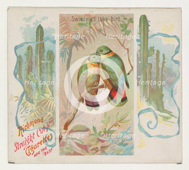 Swintern's Love-bird, from Birds of the Tropics series (N38) for Allen & Ginter Cigarettes..., 1889. Creator: Allen & Ginter.