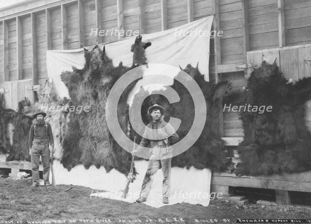 Skins of animals killed on Show River [i.e. Snow River] on line of A.C.R.R., 1906. Creator: Unknown.
