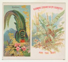 Quezal, from Birds of the Tropics series (N38) for Allen & Ginter Cigarettes, 1889. Creator: Allen & Ginter.
