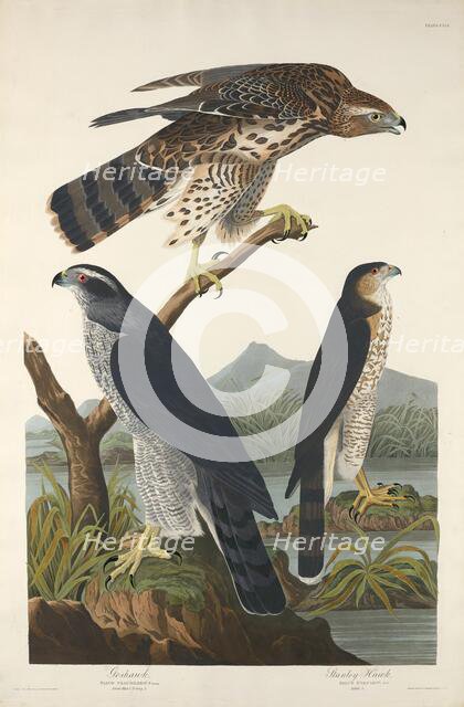 Goshawk and Stanley Hawk, 1832. Creator: Robert Havell.