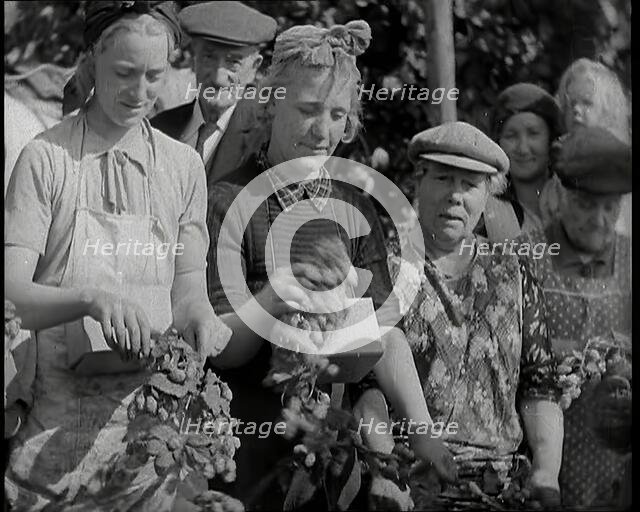 Several Women Picking Hops With Two of Them Wearing Their Gas Masks in a Box Around Their Necks,1939 Creator: British Pathe Ltd.