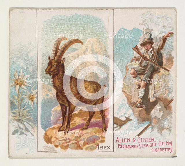 Ibex, from Quadrupeds series (N41) for Allen & Ginter Cigarettes, 1890. Creator: Allen & Ginter.