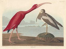 Scarlet Ibis, 1837. Creator: Robert Havell.