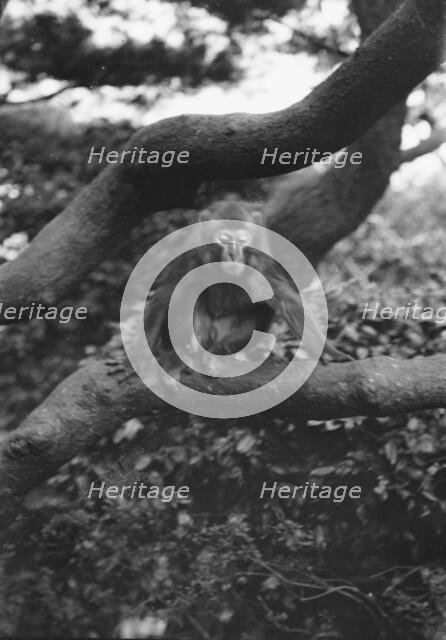 Travel views of Japan and Korea, 1908. Creator: Arnold Genthe.