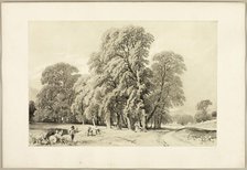 Plane Trees, from The Park and the Forest, 1841. Creator: James Duffield Harding.