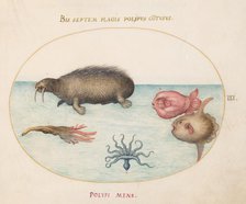 Animalia Aqvatilia et Cochiliata (Aqva): Plate III, c. 1575/1580. Creator: Joris Hoefnagel.