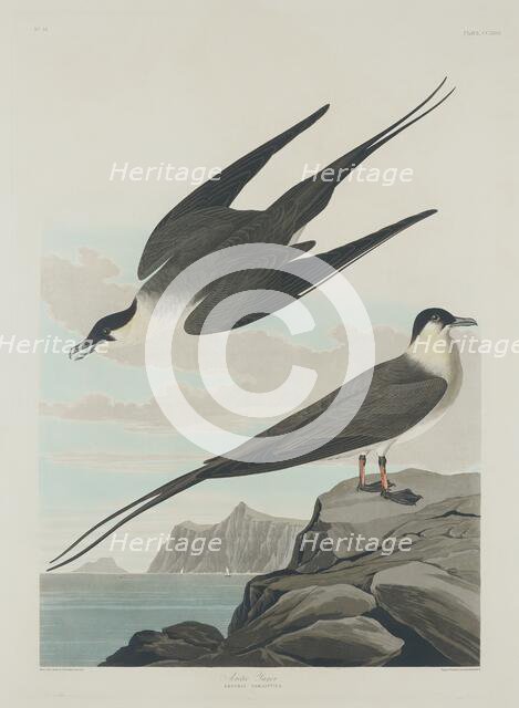 Arctic Jager, 1835. Creator: Robert Havell.