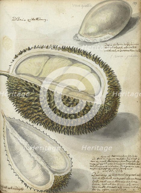 Durian, 1784. Creator: Jan Brandes.