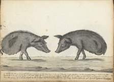 Pigs without hind legs, 1785. Creator: Jan Brandes.