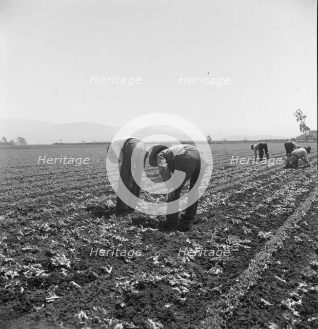 Gang of Filipino boys thinning lettuce, Salinas Valley, California, 1939. Creator: Dorothea Lange.