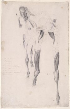 Working drawing probably for 'The Fourteenth Anatomical Table of the Muscles ... of the Horse', 1756 Creator: George Stubbs.