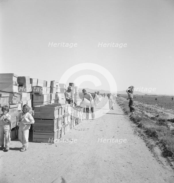Pea harvest, Large-scale industrialized agriculture..., Imperial Valley, CA, 1939. Creator: Dorothea Lange.