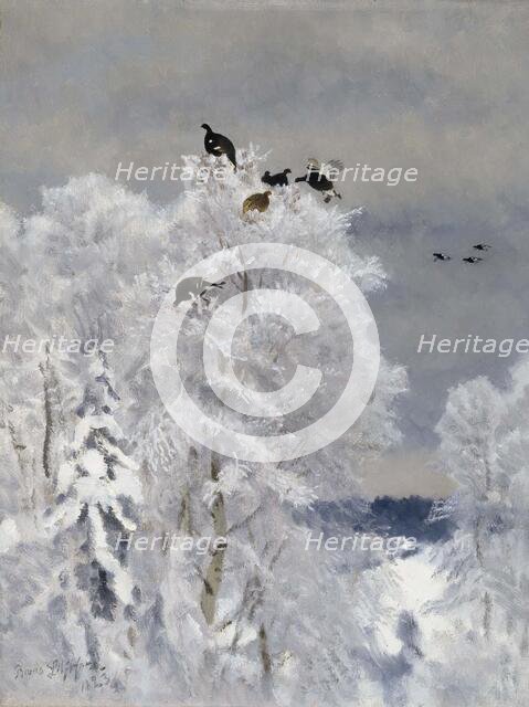 Black Grouse in a Treetop, 1923. Creator: Bruno Liljefors.