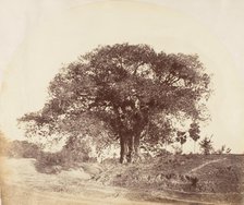 [Banian Tree], 1850s. Creator: Captain R. B. Hill.