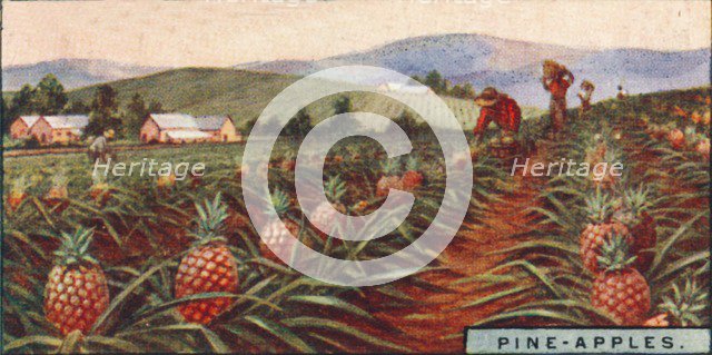 'Pine-apples. - Gathering the Fruit, Hawaii', 1928. Artist: Unknown.