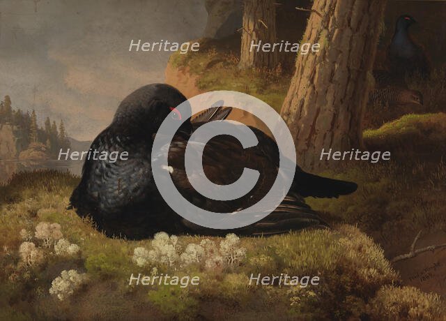 Black Grouse, 1864. Creator: Ferdinand von Wright.