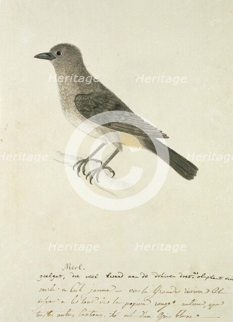 Pycnonotus capensis (Cape bulbul), 1777-1786. Creator: Robert Jacob Gordon.