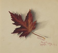 Untitled (Autumn Leaf), 1872. Creator: Mary Vaux Walcott.