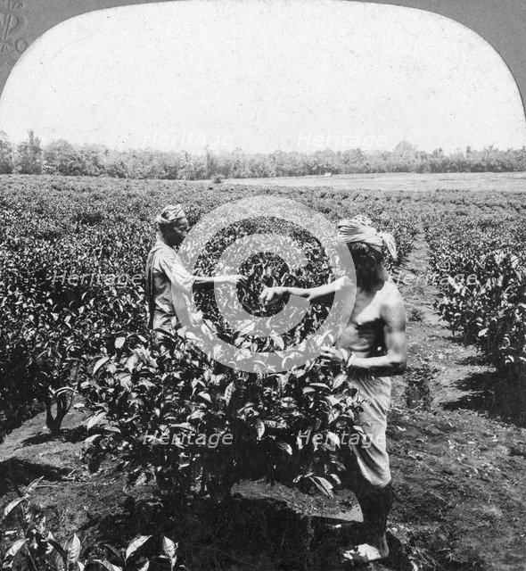 A tea plantation, Java, Indonesia, 1902.Artist: CH Graves