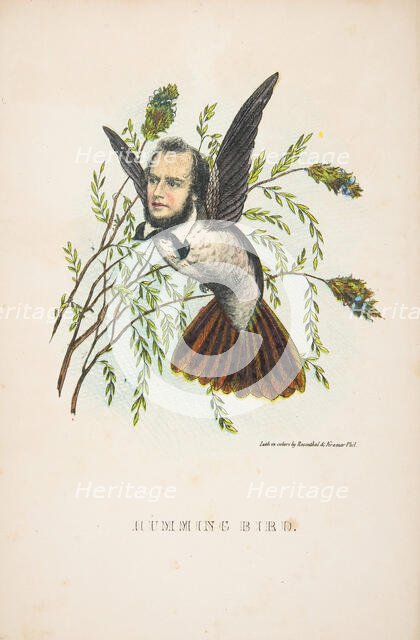 Humming Bird (Thomas B. Florence), from The Comic Natural History of the Human Race, 1851. Creators: Henry Louis Stephens, L. Rosenthal.