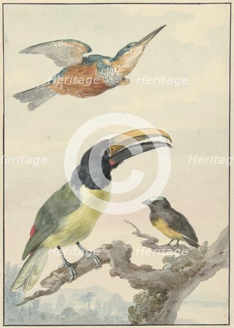 Three birds: a kingfisher, a prince von Wied's toucan and an organist finch, 1720-1792. Creator: Aert Schouman.
