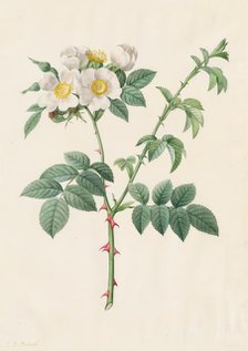 Brier Bush Rose or Dog Rose (Rosa Leucantha), 1817-1824. Creator: Henry Joseph Redouté (French, 1766-1853).