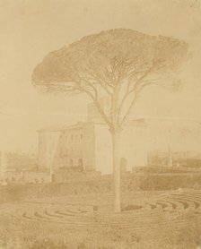 [Tree in Formal Garden Outside Palazzo], 1860s-70s. Creator: Giacomo Caneva.