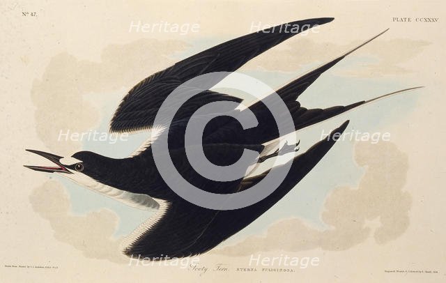 The sooty tern. From "The Birds of America", 1827-1838. Creator: Audubon, John James (1785-1851).
