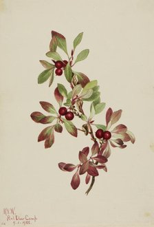 Ptarmiganberry (Arctous alpina), 1922. Creator: Mary Vaux Walcott.
