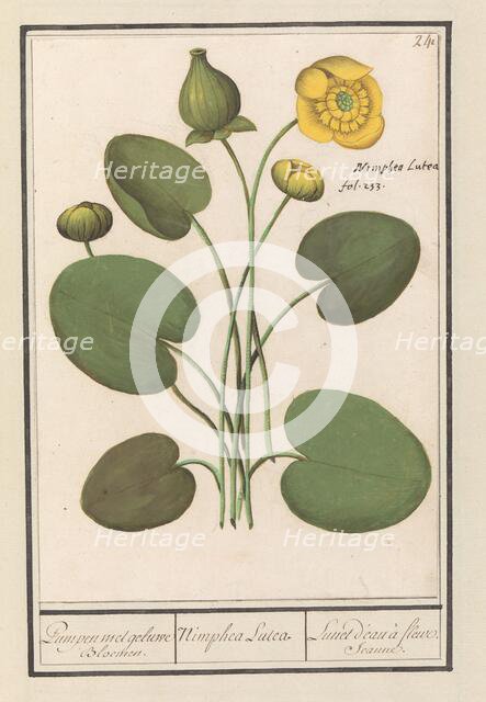 Yellow water lily (Nuphar lutea), 1596-1610. Creators: Anselmus de Boodt, Elias Verhulst.