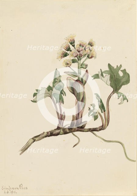 Northern Butterbur (Petasites hyperboreus), 1916. Creator: Mary Vaux Walcott.