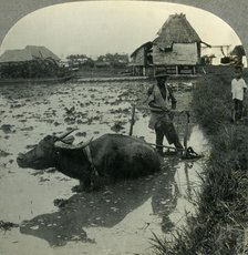 'A Filipino Farmer with His Water Buffalo Harrowing a Flooded Rice Field, Luzon, P.I.', c1930s. Creator: Unknown.