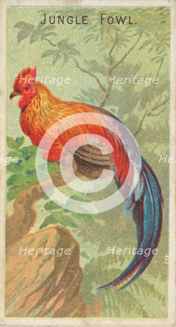 Jungle Fowl, from the Birds of the Tropics series (N5) for Allen & Ginter Cigarettes Brands, 1889. Creator: Allen & Ginter.